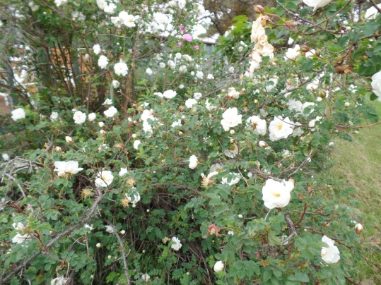 White roses growing along the deck