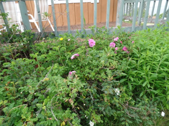 Pink roses, also along the deck